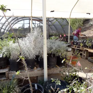 Hort Unit, plants and propagation beds