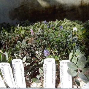 Hort Unit, plants and propagation beds