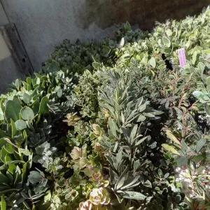 Hort Unit, plants and propagation beds