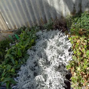 Hort Unit, plants and propagation beds