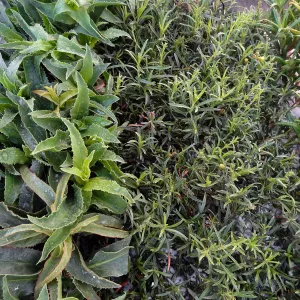 Hort Unit, plants and propagation beds