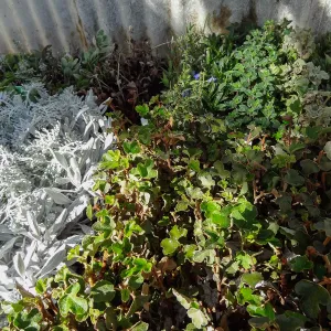 Hort Unit, plants and propagation beds