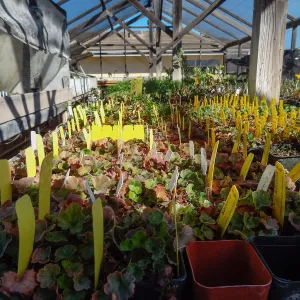 Hort Unit, plants and propagation beds