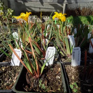Hort Unit, plants and propagation beds