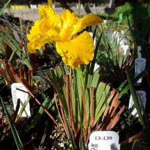 Hort Unit, plants and propagation beds