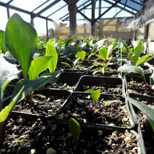Hort Unit, plants and propagation beds