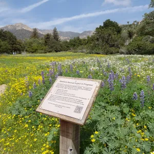 Meadow Revival Project signage, spring wildflower Meadow, 2014