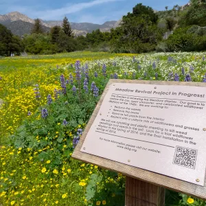 Meadow Revival Project signage, spring wildflower Meadow, 2014
