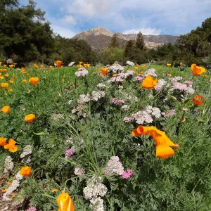 spring wildflowers, lower Meadow