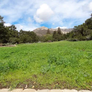 Meadow Revival Project, Meadow, SBBG