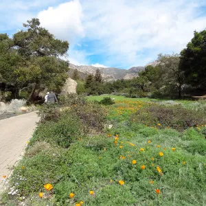 spring wildflowers, lower Meadow, visitors along path, Desert Section