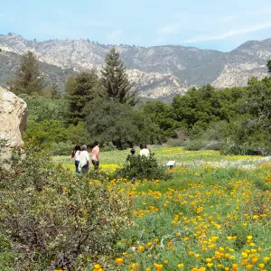 vistors, spring wildflower Meadow, 2014