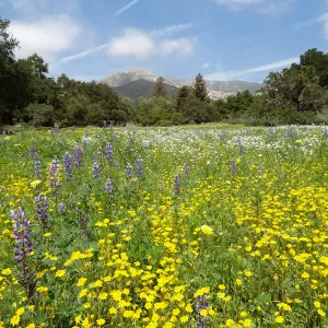 spring wildflower Meadow, 2014 (lupine)