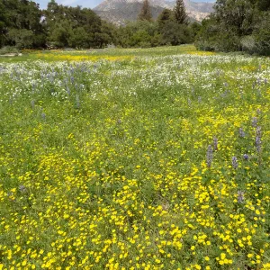 spring wildflower Meadow, 2014