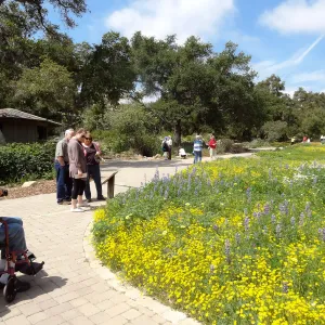 spring wildflower Meadow, 2014