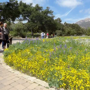 spring wildflower Meadow, 2014