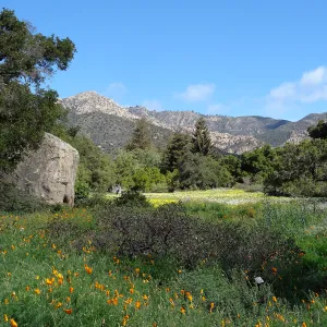 Blaksley Boulder, spring wildflower Meadow 2014, SBBG