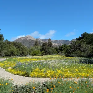 spring wildflower Meadow 2014, SBBG