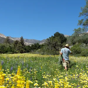 Riley Kriebel, SBBG spring wildflower Meadow, 2014 (lupine) (tidy tips)