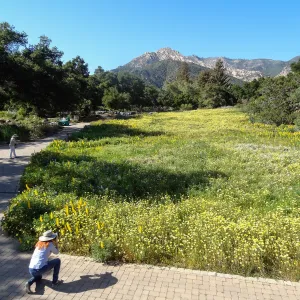 SBBG spring wildflower Meadow, 2014