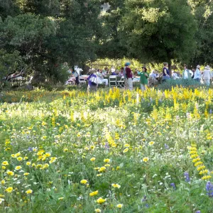 SBBG spring wildflower Meadow, 2014, Member Picnic