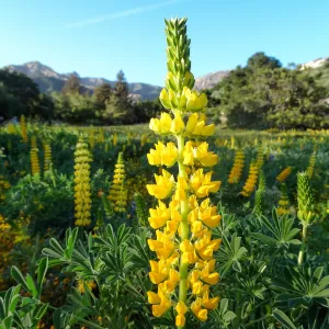 SBBG spring wildflower Meadow, 2014 (lupine) 