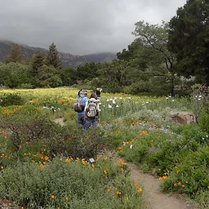 Ground Cover Display