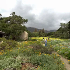 Ground Cover Display and Meadow