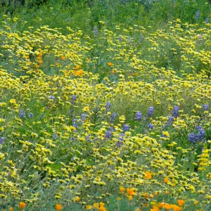 Spring wildflower display in the Meadow
