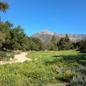 spring wildflower Meadow, 2014, SBBG