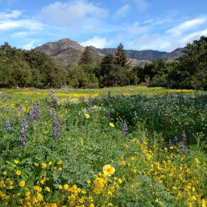 spring wildflower Meadow, 2014, SBBG