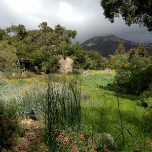 Groundcover section