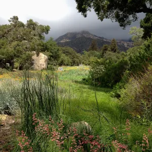 Groundcover section