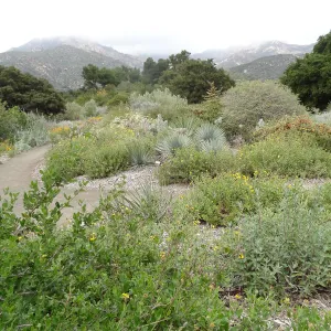 Porter Trail, 5 years post Jesusita Fire