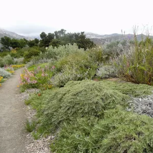 Porter Trail, 5 years post Jesusita Fire