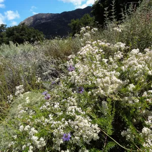 Porter Trail, 5 years post Jesusita Fire