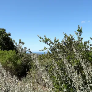 Porter Trail, 5 years post Jesusita Fire