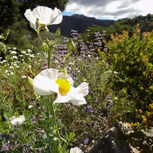 Matilija poppy flowers, Porter Trail, 5 years post Jesusita Fire