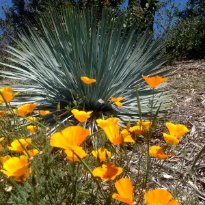 Porter Trail in bloom