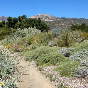Porter Trail in bloom