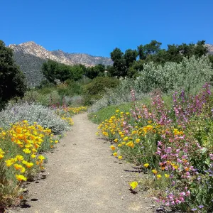 Porter Trail in bloom