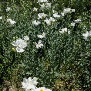 Matilija poppies, Porter Trail