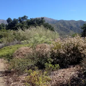 Porter Trail