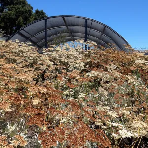 Porter Trail, Island Buckwheat below Horticulture Unit