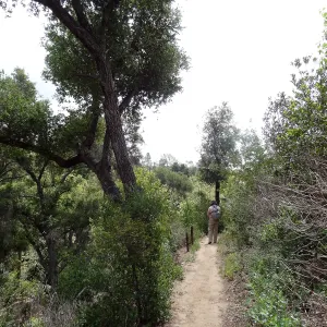 Pritchett Trail, 5 years post Jesusita Fire