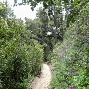 Pritchett Trail, 5 years post Jesusita Fire