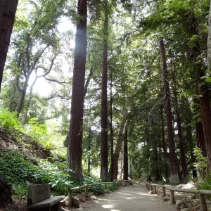 Redwood Section, 5 years post Jesusita Fire