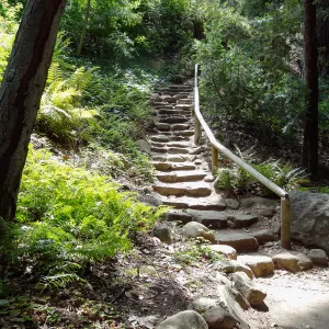 Indian Steps, Redwood Section, 5 years post Jesusita Fire