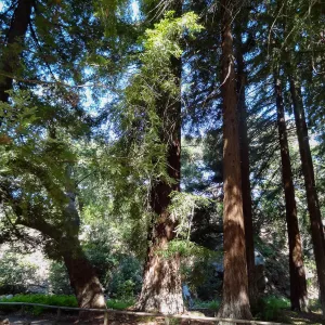 Redwood Section, , 5 years post Jesusita Fire