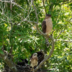 Coopers Hawk family